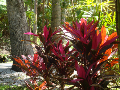 Image - pink and orange ti plants against tropical background