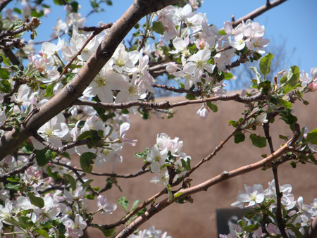 Image - crabapple blossoms