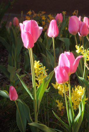 Image - pink tulips