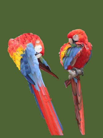 IMage - parrots, layerd