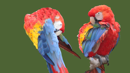 Image - Parrots horizontal