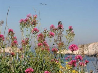 Image - pink flowers at seaside, photo