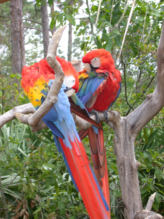 Image - Parrots photo