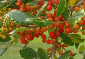 berries close up