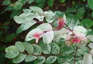 pink leaves close up 1