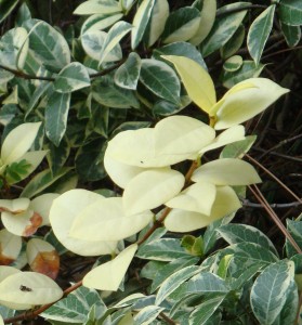 white leaves 1