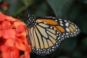 Dub_Scroggin_butterfly-blog