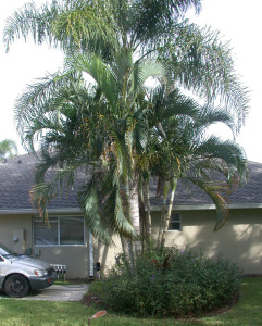queen-palm