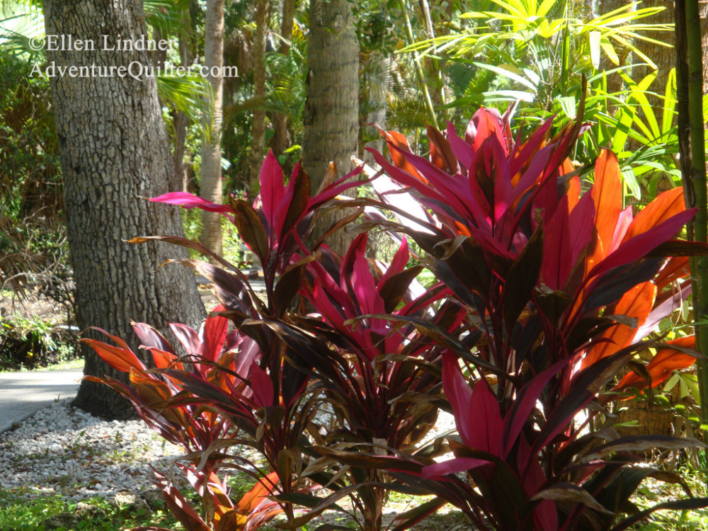 Japanese Ti Plants. Ellen Lindner, AdventureQuilter.com/blog