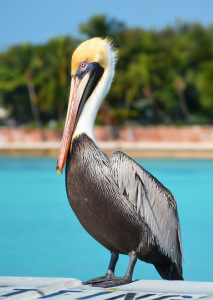 Key West birds. Ellen Lindner, AdventureQuilter.com/blog