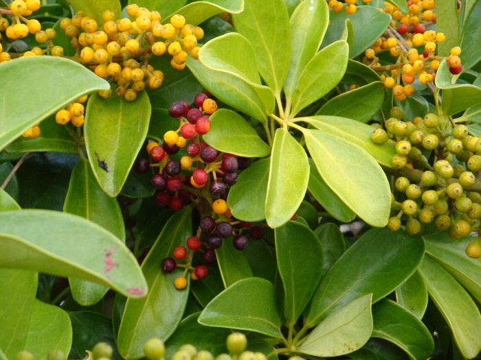 Vegas berries