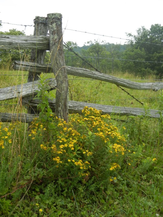fence post w. yellow flowers