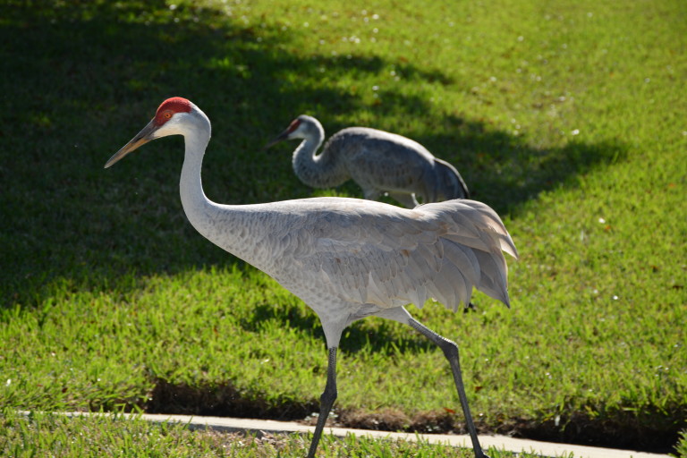 Sandhill cranes. Ellen Lindner, AdventureQuilter.com