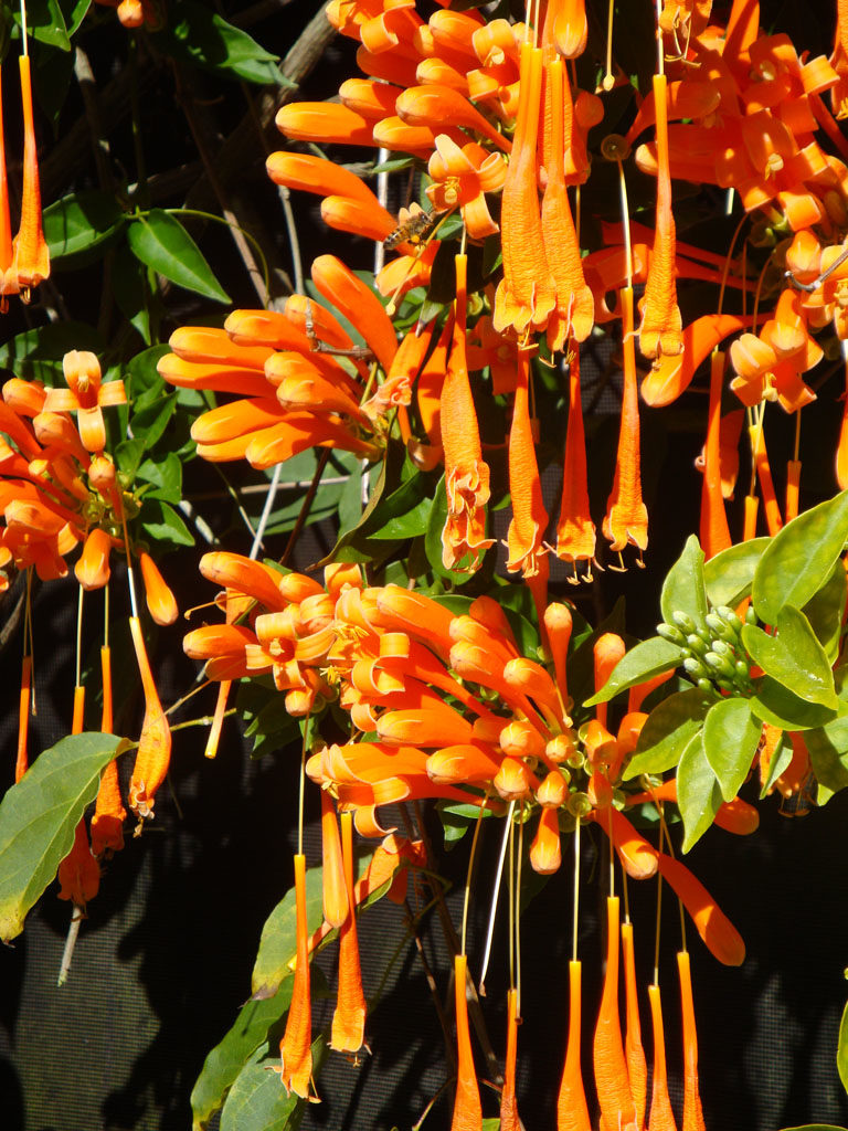 The Project that Wasn't. Ellen Lindner, AdventureQuilter.com/blog