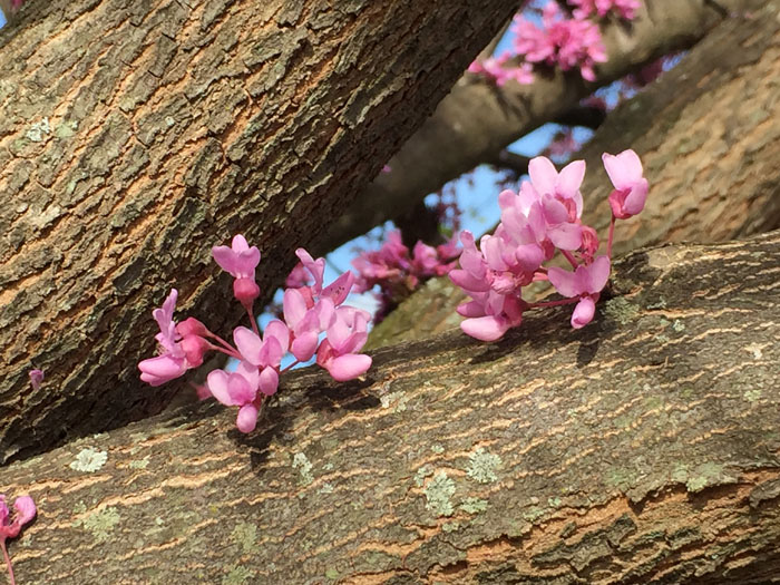 Designing a Red Bud Quilt. Ellen Lindner, AdventureQuilter.com/blog