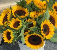 Special Places in Western NC. Ellen Lindner, AdventureQuilter.com/blog