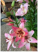 Lily Improv. Ellen Lindner, AdventureQuilter.com/blog