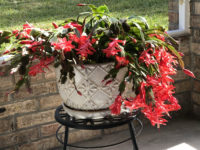 Inspired by a Christmas cactus. Ellen Lindner, AdventureQuilter.com